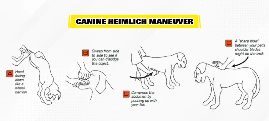 canine_heimlich_maneuver1.jpg