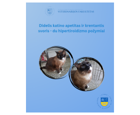DIDELIS KATINO APETITAS IR KRENTANTIS SVORIS-DU HIPERTIROIDIZMO POŽYMIAI