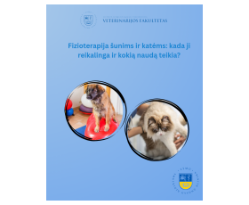 Fizioterapija šunims ir katėms: kada ji reikalinga ir kokią naudą teikia?
