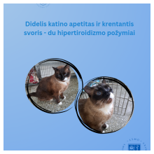 DIDELIS KATINO APETITAS IR KRENTANTIS SVORIS-DU HIPERTIROIDIZMO POŽYMIAI