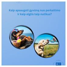 Kaip apsaugoti gyvūną nuo perkaitimo ?