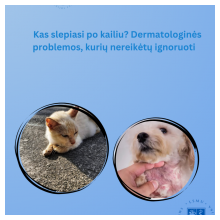 Kas slepiasi po kailiu? Dermatologinės problemos, kurių nereikėtų ignoruoti.