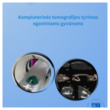 KOMPIUTERINĖS TOMOGRAFIJOS TYRIMAS EGZOTINIAMS GYVŪNAMS