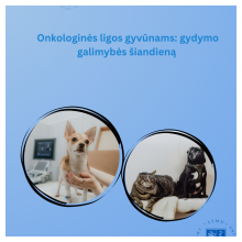 Onkologinės ligos gyvūnams: gydymo galimybės šiandieną