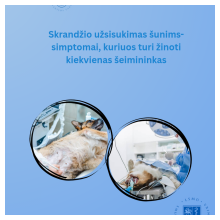 Skrandžio užsisukimas šunims-simptomai, kuriuos turi žinoti kiekvienas šeimininkas