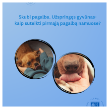 Skubi pagabla. Užspringęs gyvūnas-kaip suteikti pirmąją pagalbą namuose?
